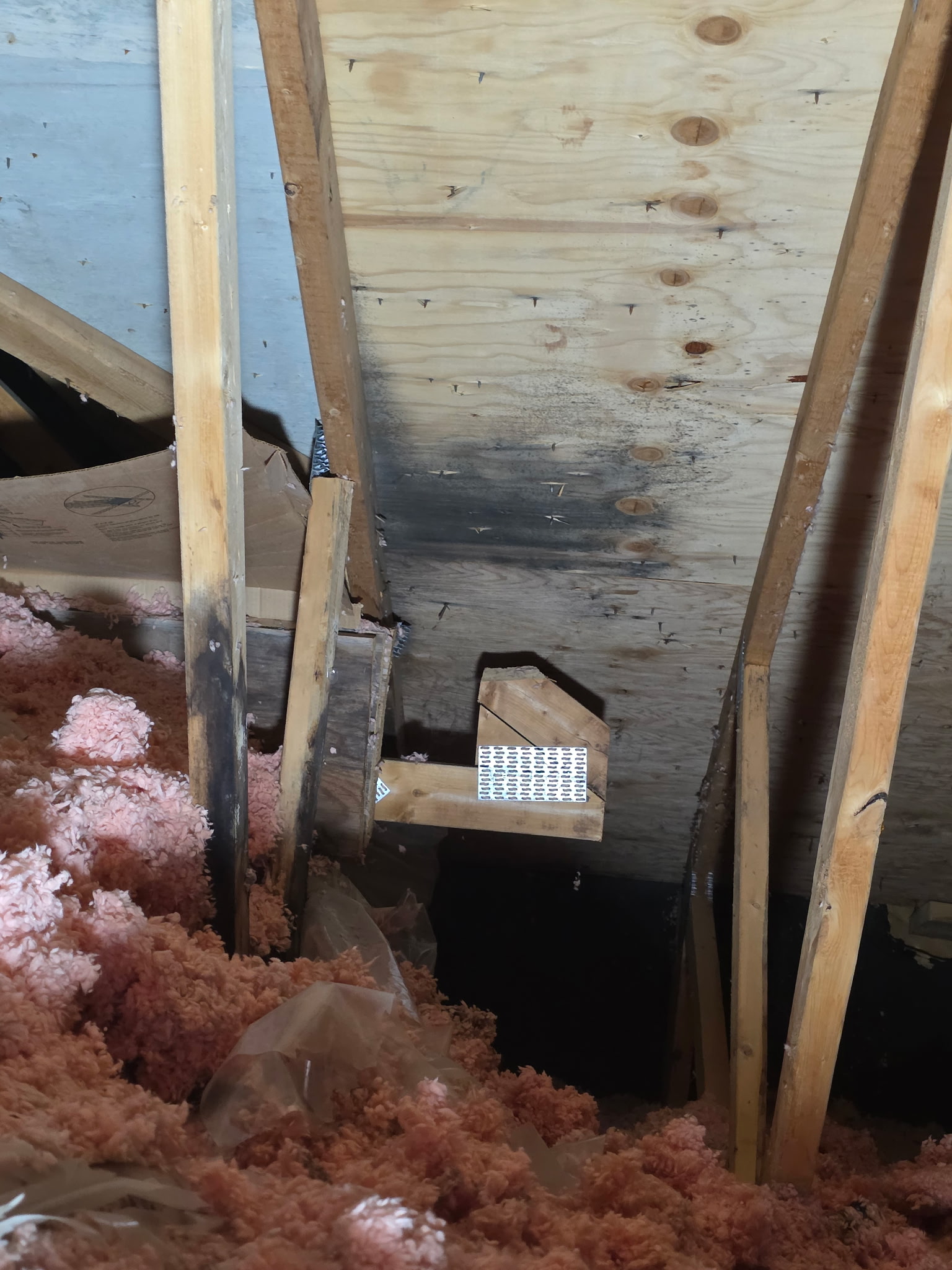 Moisissures noires sur le support de toit d'un entretoit, avant décontamination